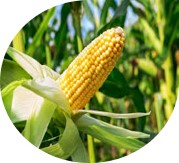 corn