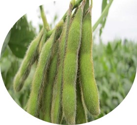 soybean