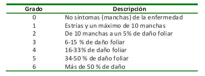 banano tabla 1