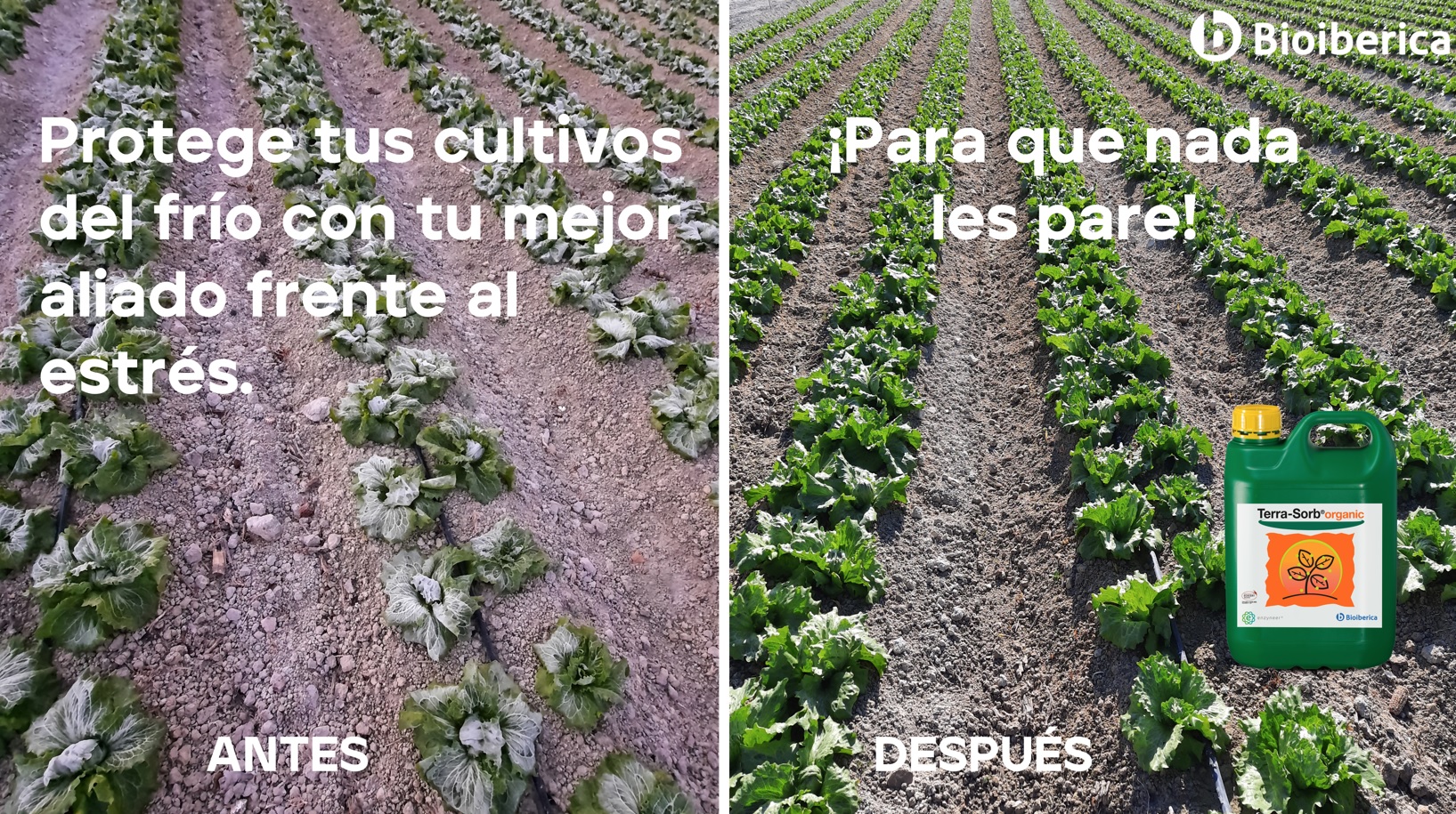 lechuga frio Terrasorb organic low