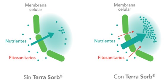 Aplicación de Terra Sorb junto con los tratamientos fitosanitarios