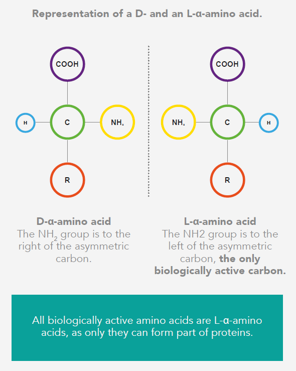 L aminoacid