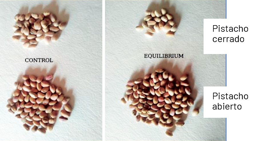 Imagen 1 Figura 3 Equilibrium uso de bioestimulación para mitigar la alternancia de cosechas en pistachero
