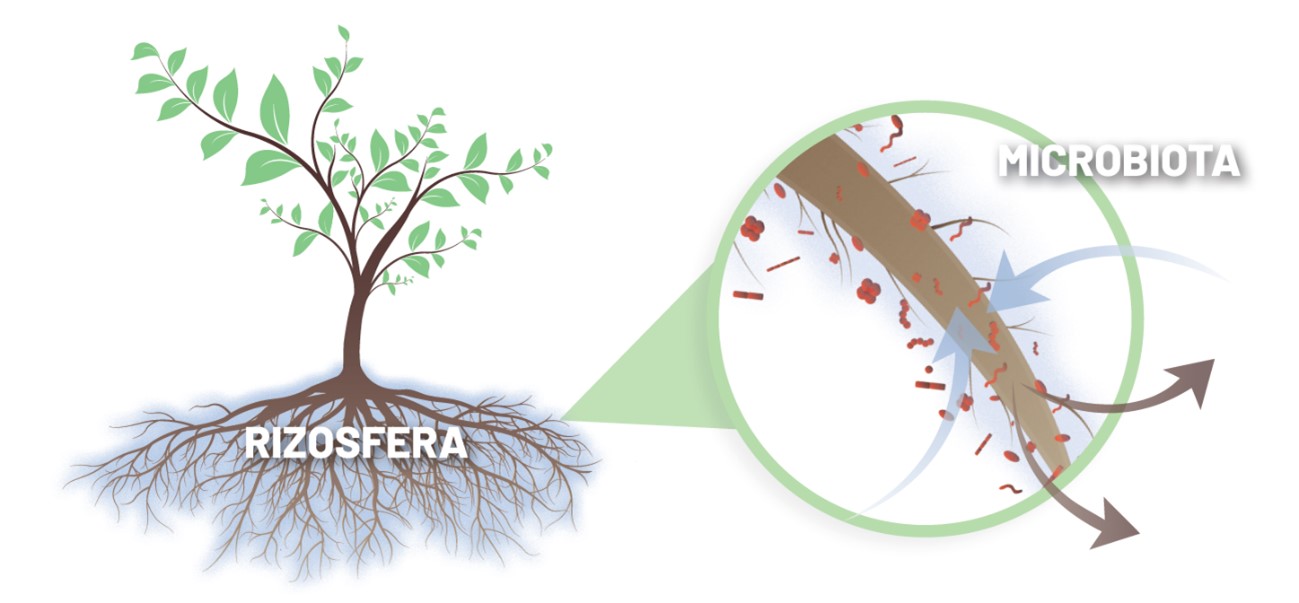 La rizosfera y el microbioma del suelo