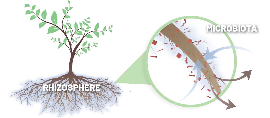 La rizosfera y el microbioma del suelo ENG
