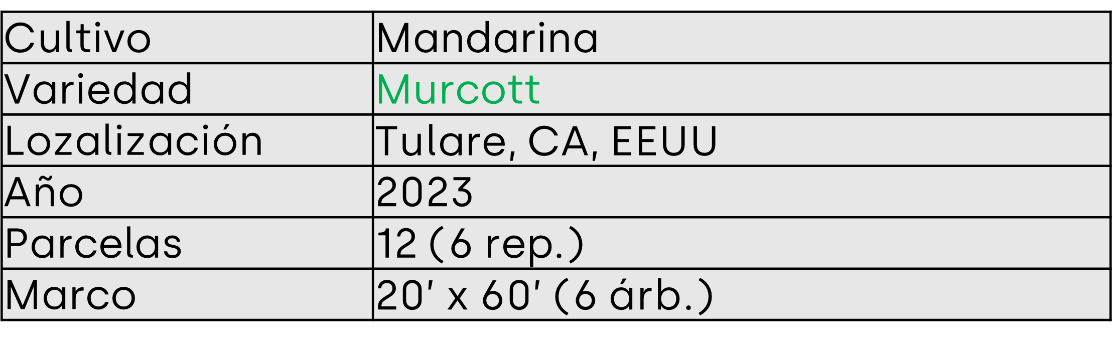 mandarina murcott descripcion ensayo