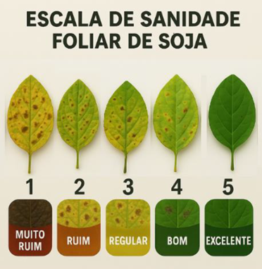 soja1