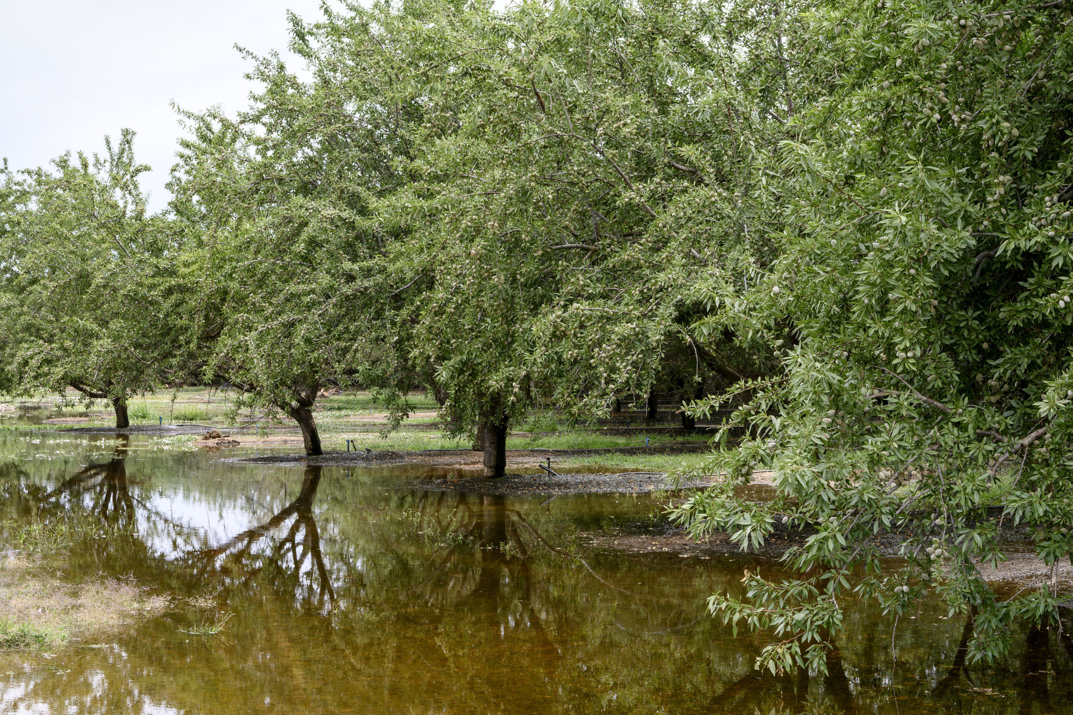 Asfixia radicular tras lluvias intensas qué ocurre bajo el suelo y cómo ayudar al cultivo a recuperarse