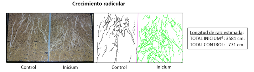 Asfixia radicular tras lluvias intensas qué ocurre bajo el suelo y cómo ayudar al cultivo a recuperarse 2