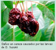 cereza_01