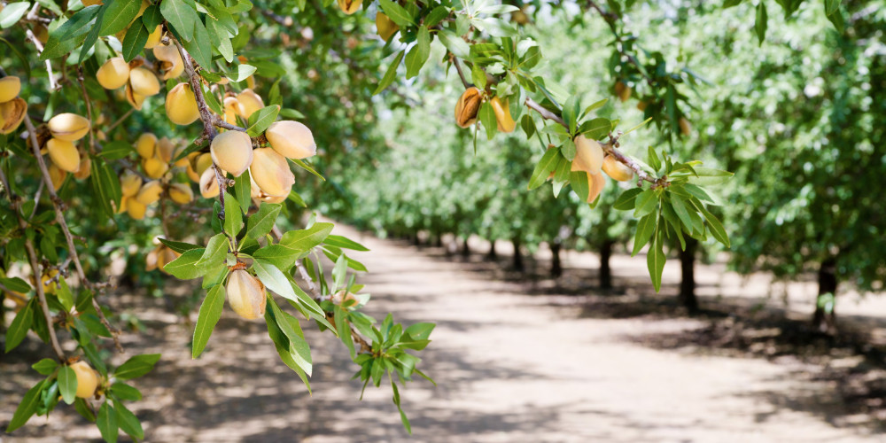 Bioiberica - Plant Health consolidates its commitment to the almond tree