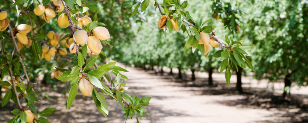Bioiberica - Plant Health consolidates its commitment to the almond tree