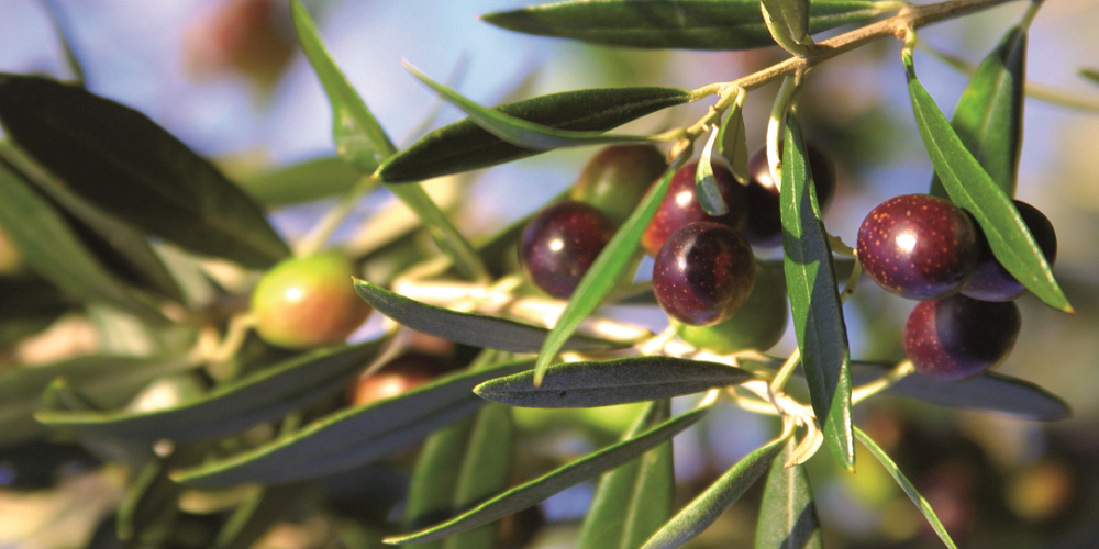 Bioiberica participará en la Feria del Olivo de Montoro con su gama de soluciones sostenibles para el olivar
