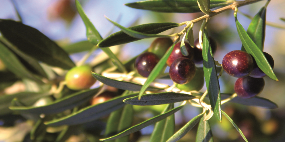 Bioiberica will participate in the Montoro Olive Fair with its range of sustainable solutions for olive groves