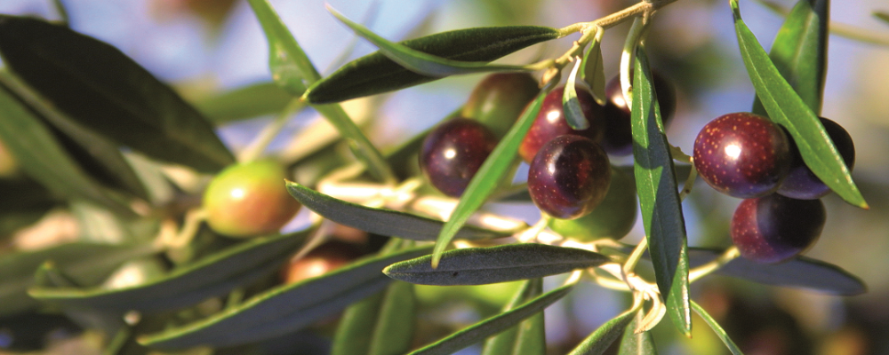 Bioiberica will participate in the Montoro Olive Fair with its range of sustainable solutions for olive groves