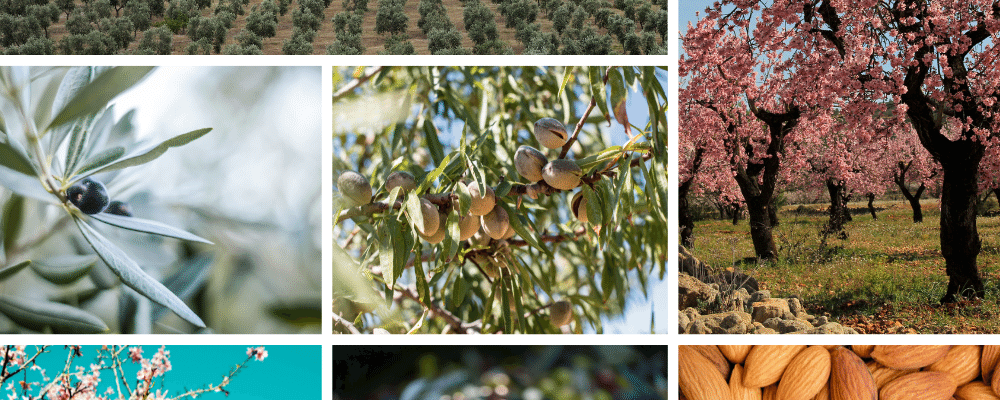 La importancia de los tratamientos postcosecha en Olivar y Almendro