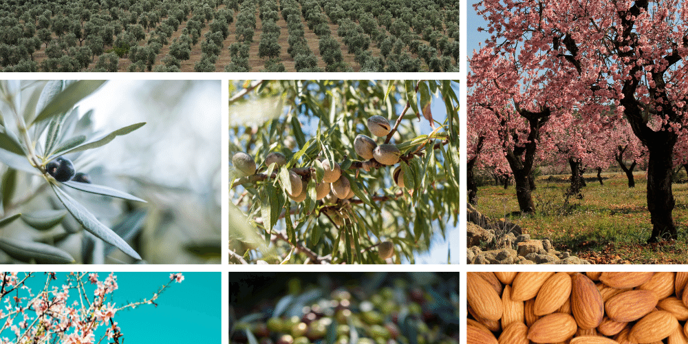 The importance of postharvest treatments in olive and almond groves