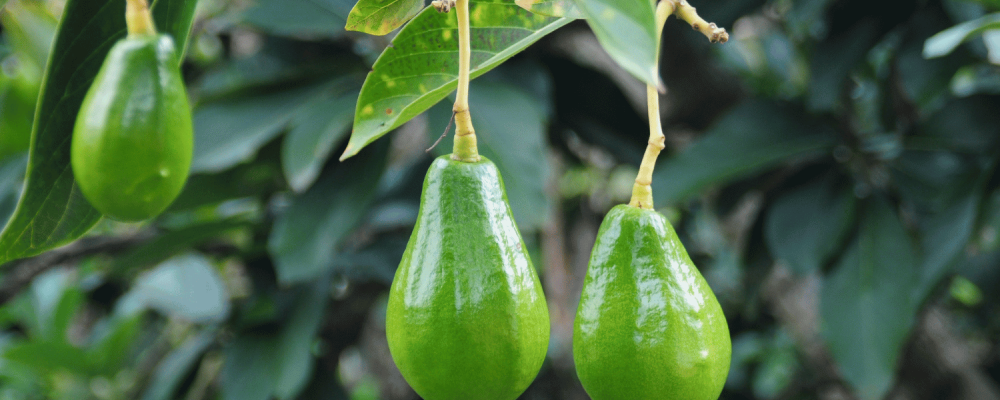 Experience of the use of Equilibrium® in avocado