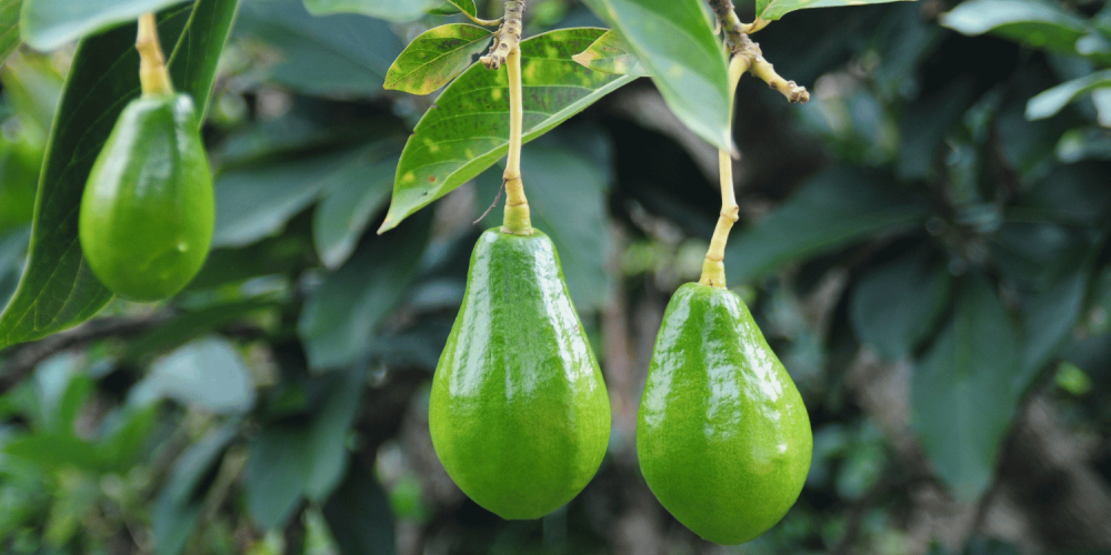 Experience of the use of Equilibrium® in avocado