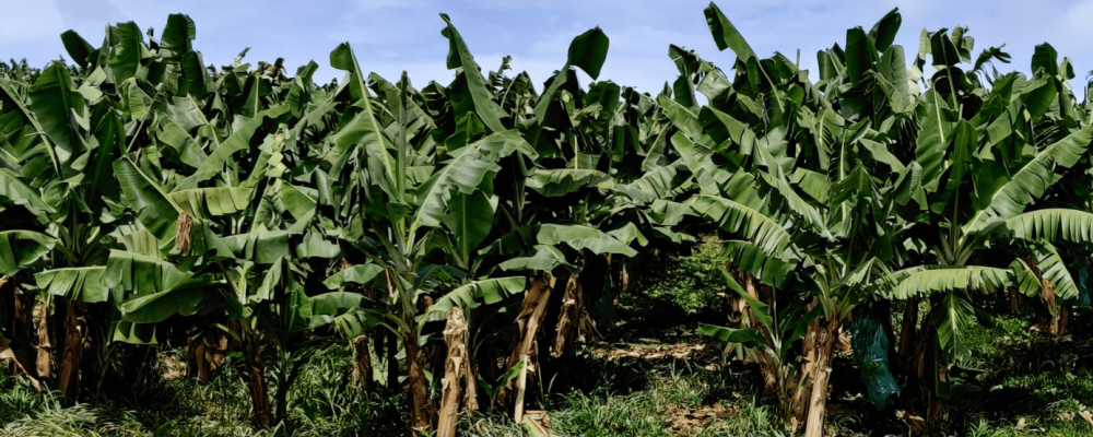 Efecto de Terra-Sorb® foliar en combinación con fungicidas en la mejora del control de Sigatoka negra y reducción de la carga química en banano