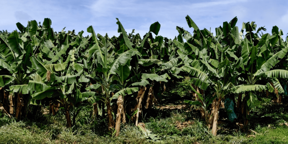 Efecto de Terra-Sorb® foliar en combinación con fungicidas en la mejora del control de Sigatoka negra y reducción de la carga química en banano