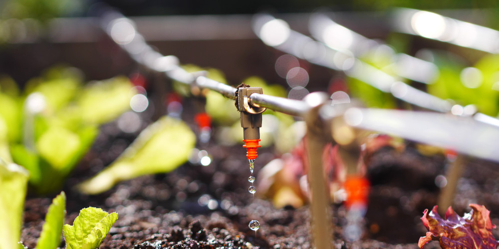 Biostimulation in fertigation, aiming for maximum efficiency