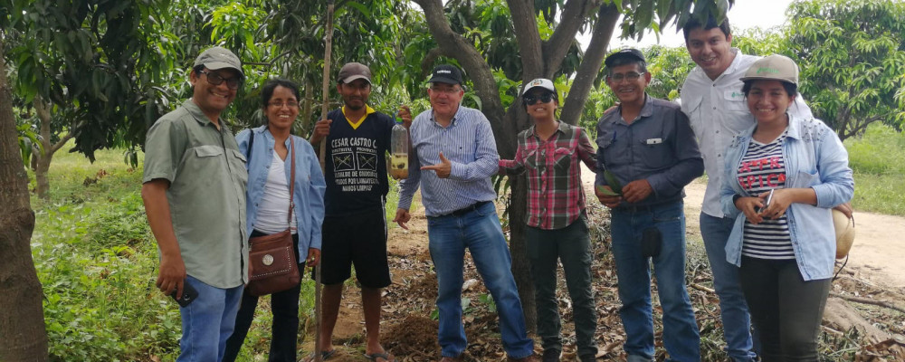 Success of CeraTrap® in the control of fruit flies in Peru
