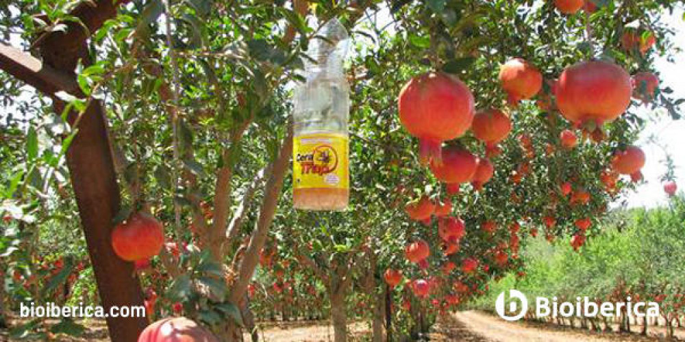 CeraTrap® authorized for use in pomegranate and fig trees