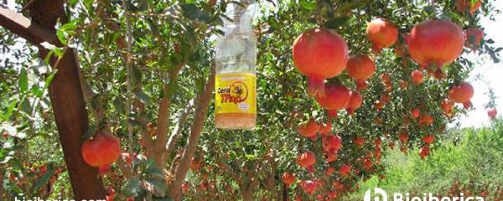 CeraTrap® authorized for use in pomegranate and fig trees