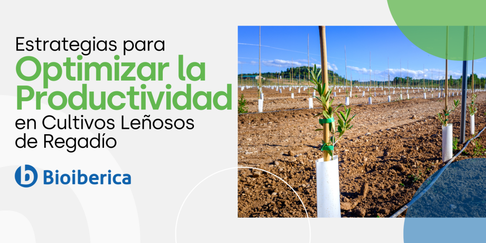 Strategies to Optimize Productivity in Irrigated Woody Crops