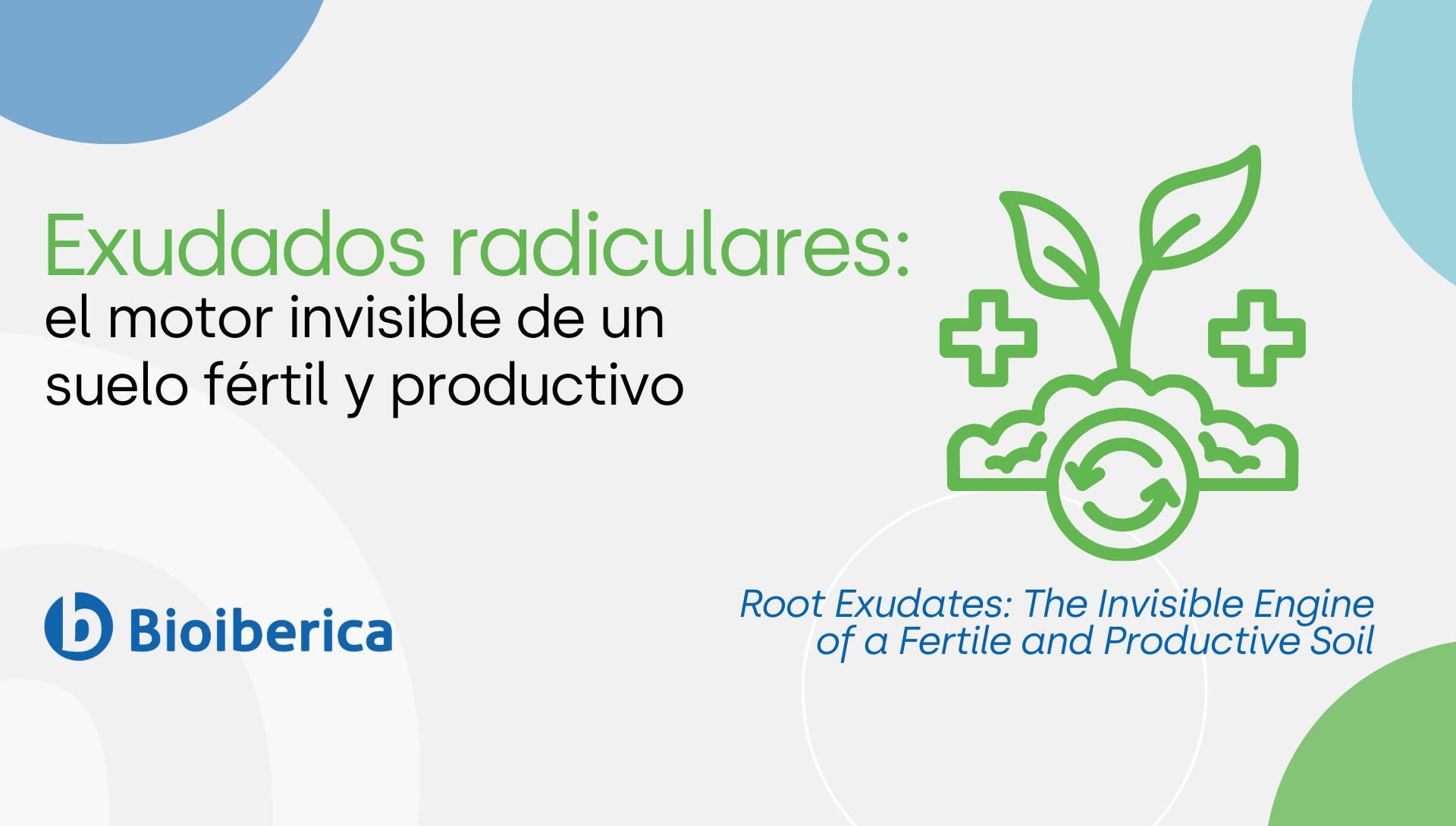 Exudados radiculares: el motor invisible de un suelo fértil y productivo