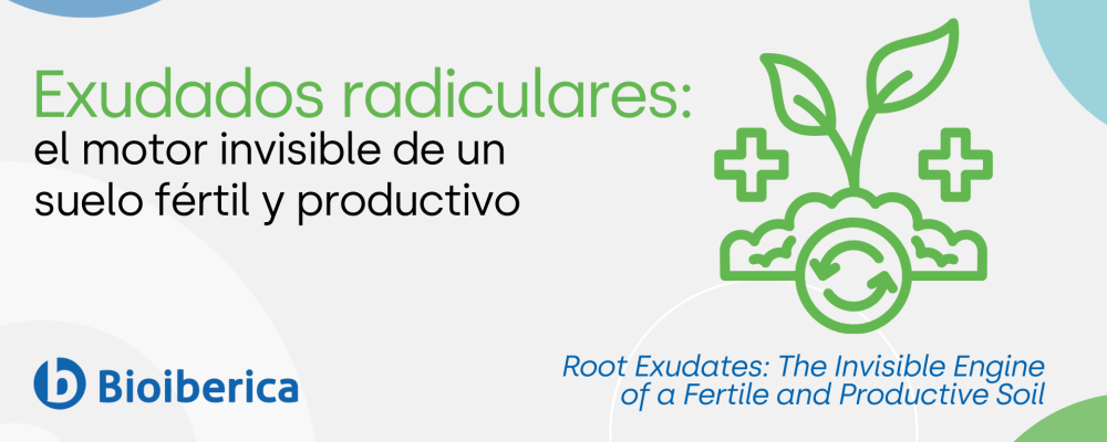 Exudados radiculares: el motor invisible de un suelo fértil y productivo