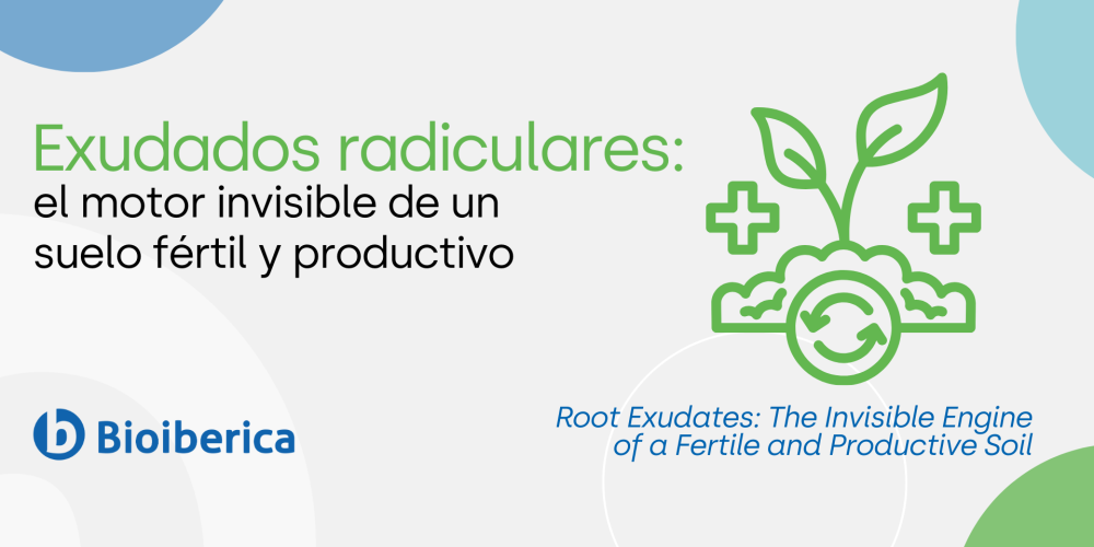 Exudados radiculares: el motor invisible de un suelo fértil y productivo