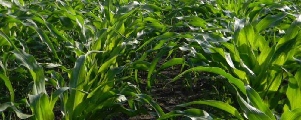 Experience of using Terra-Sorb® complex in corn against cold