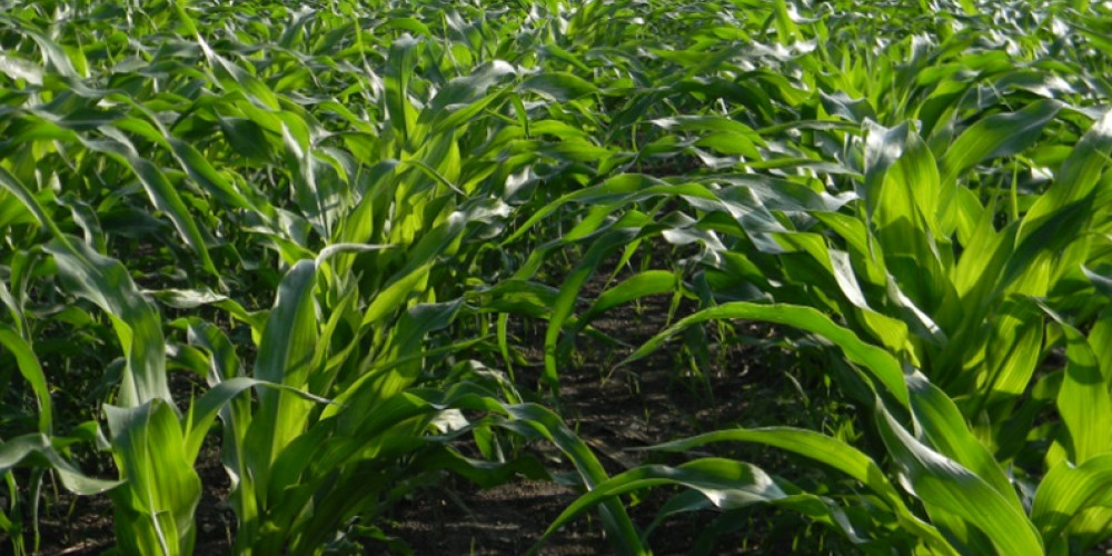 Experience of using Terra-Sorb® complex in corn against cold
