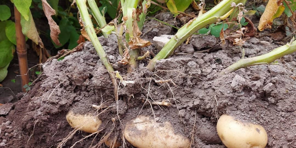 Evaluation of Bioiberica's 'Potato Program'