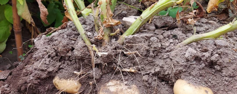 Evaluation of Bioiberica's 'Potato Program'