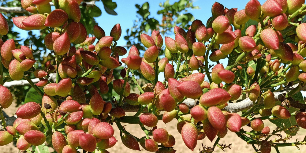 Equilibrium®: use of biostimulation to mitigate alternate bearing in pistachio trees