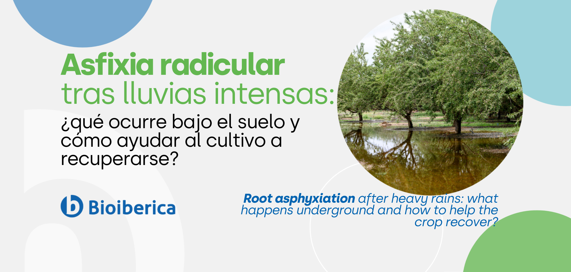 Asfixia radicular tras lluvias intensas: qué ocurre bajo el suelo y cómo ayudar al cultivo a recuperarse