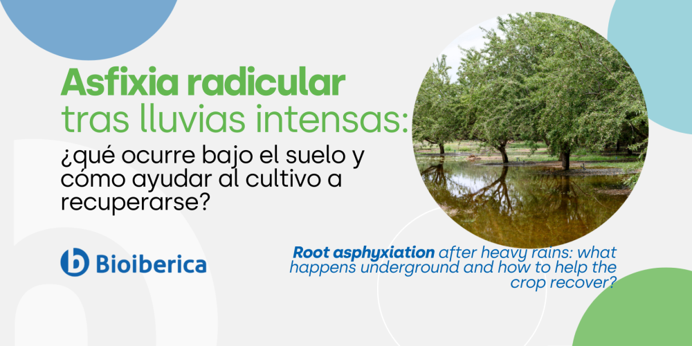 Asfixia radicular tras lluvias intensas: qué ocurre bajo el suelo y cómo ayudar al cultivo a recuperarse