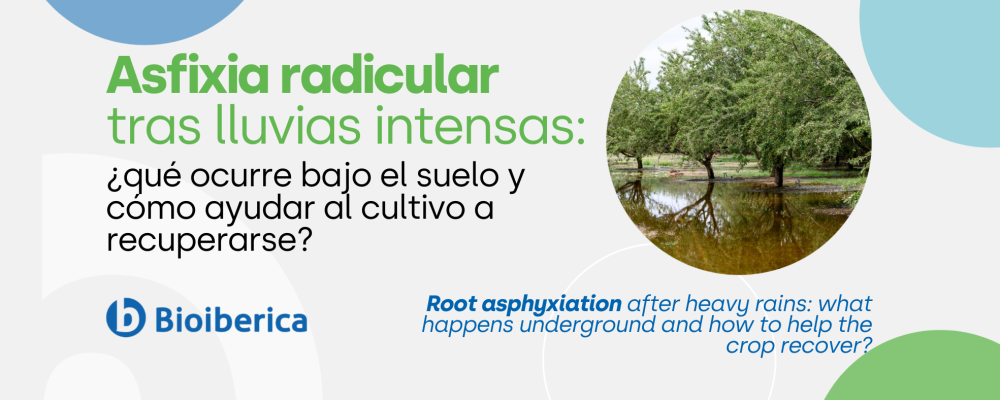 Asfixia radicular tras lluvias intensas: qué ocurre bajo el suelo y cómo ayudar al cultivo a recuperarse