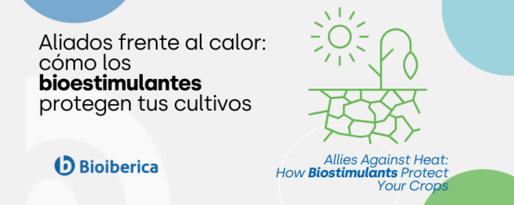 Allies Against Heat: How Biostimulants Protect Your Crops