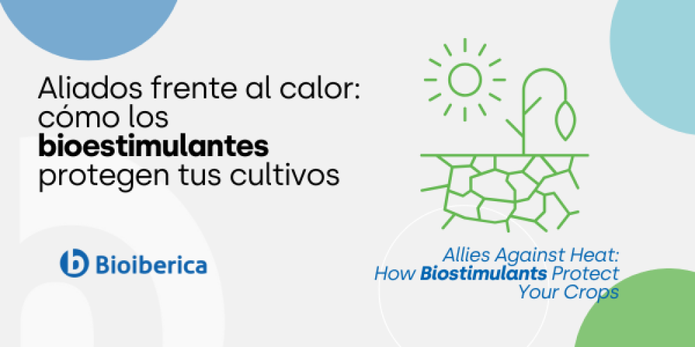 Allies Against Heat: How Biostimulants Protect Your Crops