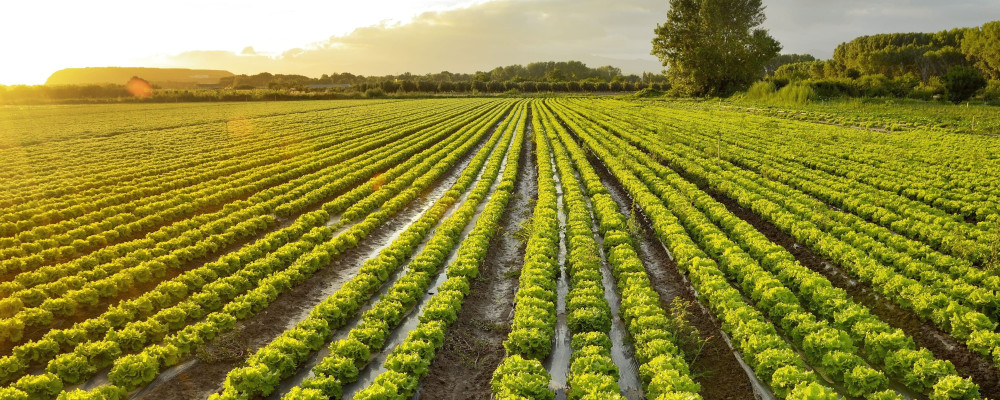 Bioiberica's organic portfolio as an essential tool for the adoption of the European Union's Sustainable Farming Strategies