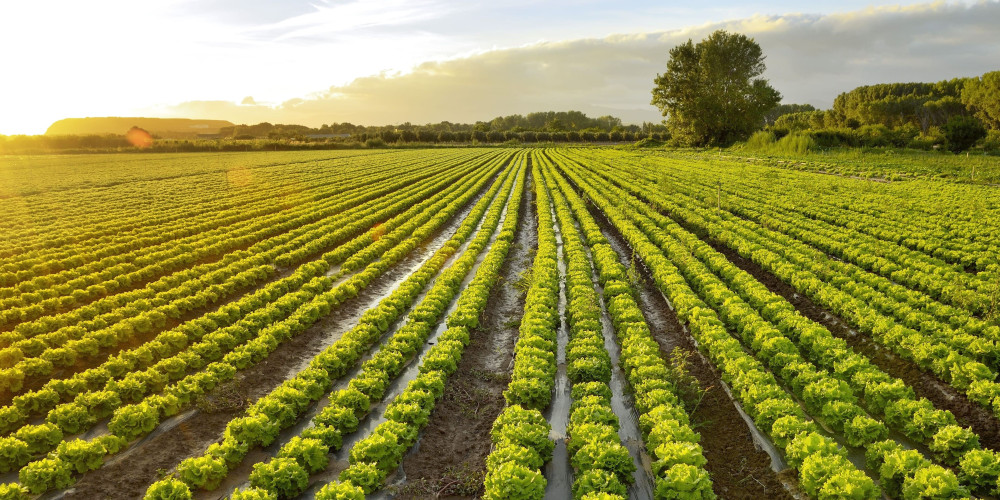 Bioiberica's organic portfolio as an essential tool for the adoption of the European Union's Sustainable Farming Strategies