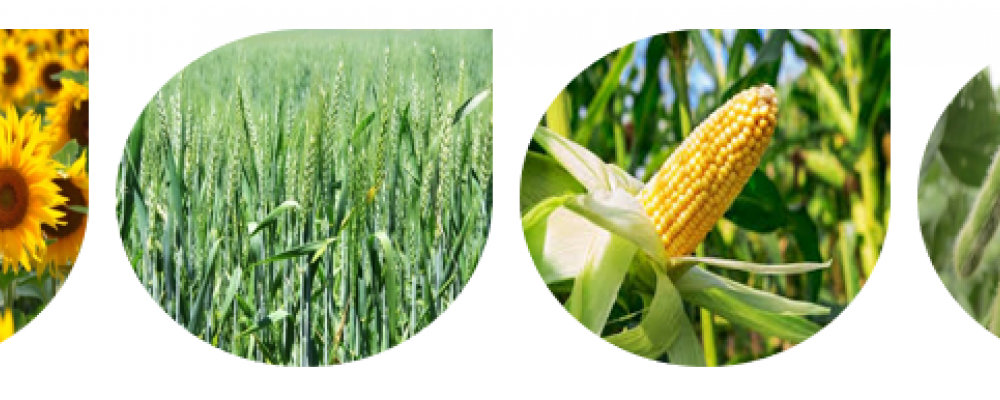 Experience of the use of Equilibrium®, Bioiberica's synergistic biostimulant, in field crops