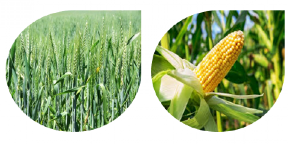 Experience of the use of Equilibrium®, Bioiberica's synergistic biostimulant, in field crops