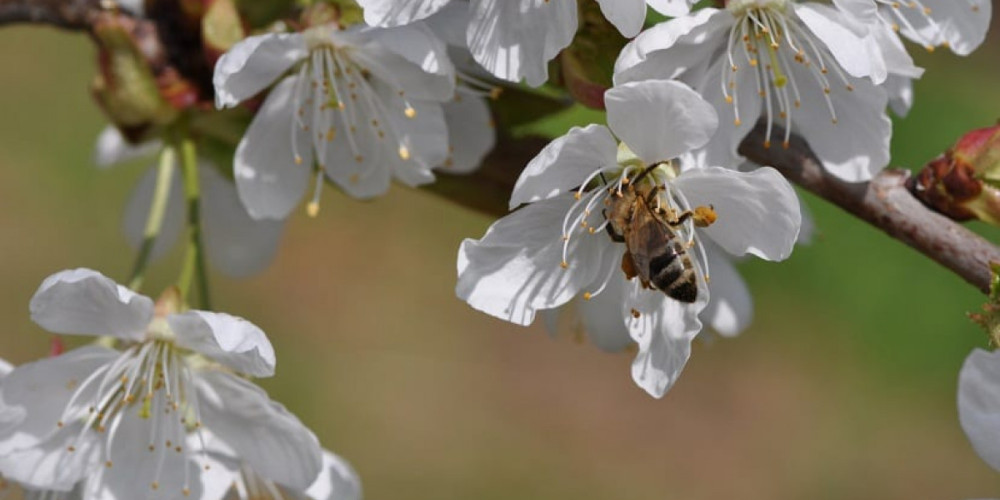 More sustainable disease control and reduced chemical waste, the main reasons cited by Spanish farmers for using biocontrol products