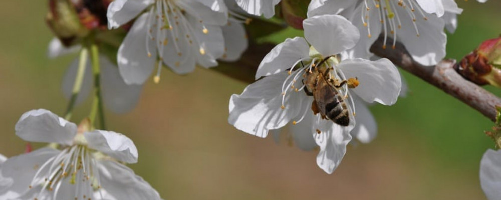 More sustainable disease control and reduced chemical waste, the main reasons cited by Spanish farmers for using biocontrol products