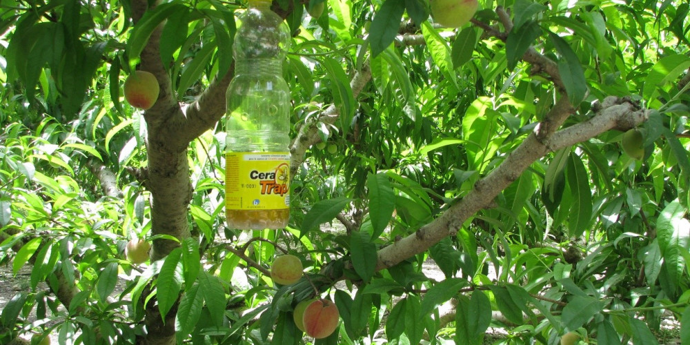 CERA TRAP®: una solución en bioprotección para el control de las moscas de las frutas.